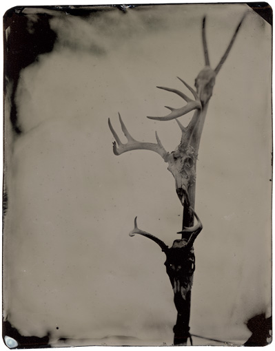 tintype